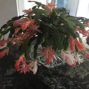 Meet your Posher, Donnie